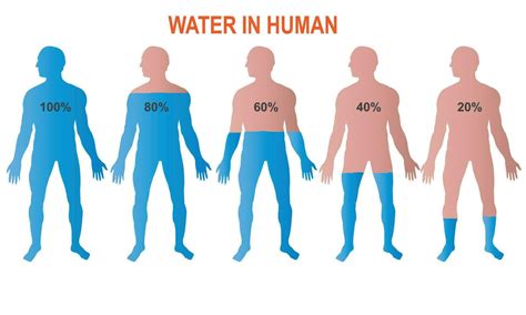 what percent of humans are water